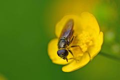 Cheilosia canicularis