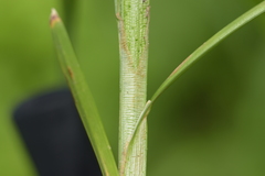Carex conjuncta