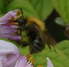Bombus