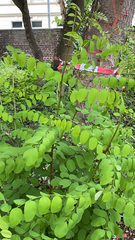 Robinia pseudoacacia