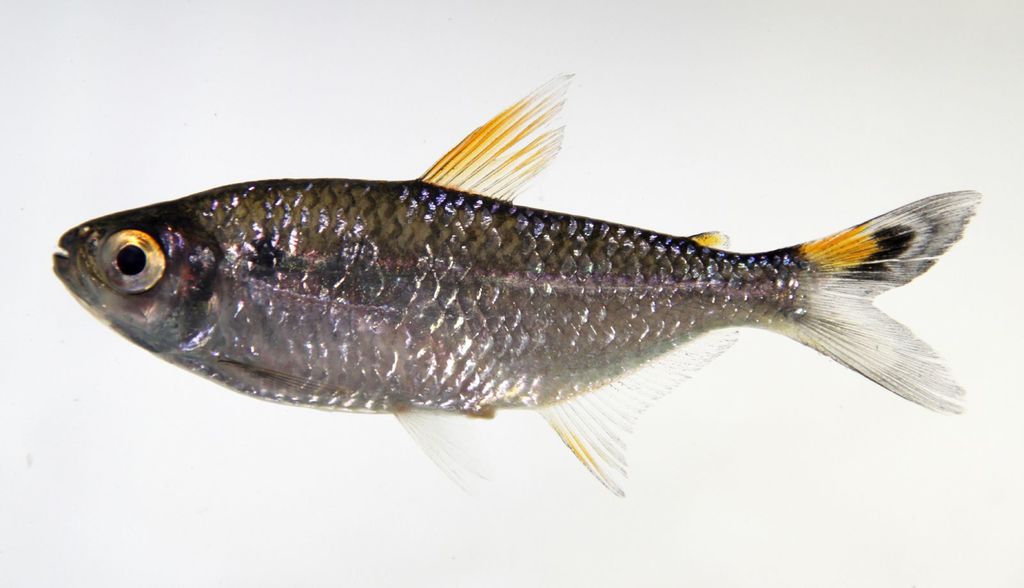 Moenkhausia lepidura