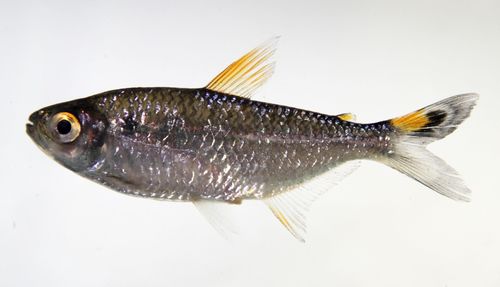 Moenkhausia lepidura