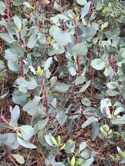 Arctostaphylos mewukka