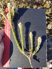 Phylica strigosa elongata