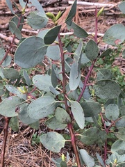 Arctostaphylos mewukka