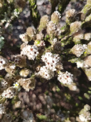 Phylica strigosa elongata
