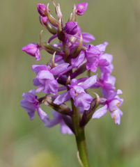 Gymnadenia borealis