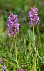 Gymnadenia borealis