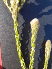 Phylica strigosa elongata