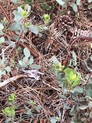 Arctostaphylos mewukka