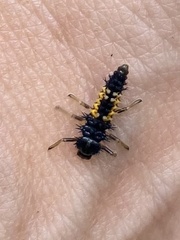 Harmonia axyridis