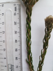 Phylica strigosa elongata