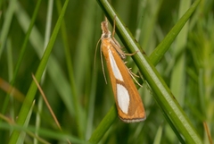 Catoptria conchella