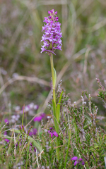 Gymnadenia borealis