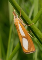 Catoptria conchella