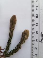 Phylica strigosa elongata