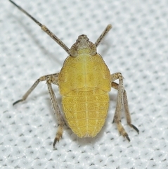 Parorgerioides perezii