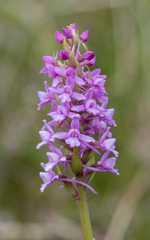 Gymnadenia borealis