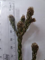 Phylica strigosa elongata