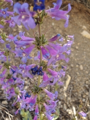 Penstemon pachyphyllus congestus