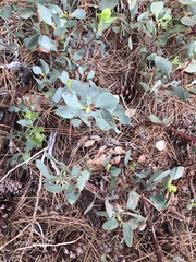 Arctostaphylos mewukka