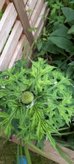 Echinops bannaticus