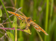 Melitaea aurelia