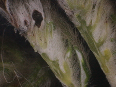 Phylica strigosa elongata