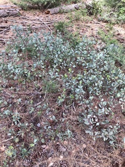 Arctostaphylos mewukka
