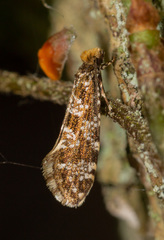 Triaxomera parasitella