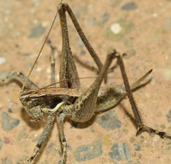 Pterolepis spoliata