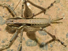 Pterolepis spoliata
