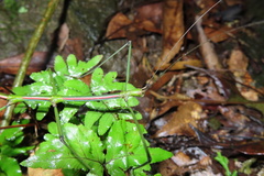 Phraortes elongatus
