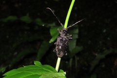 Aethalodes verrucosus