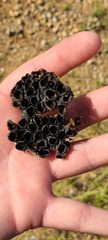 Diplocystis wrightii