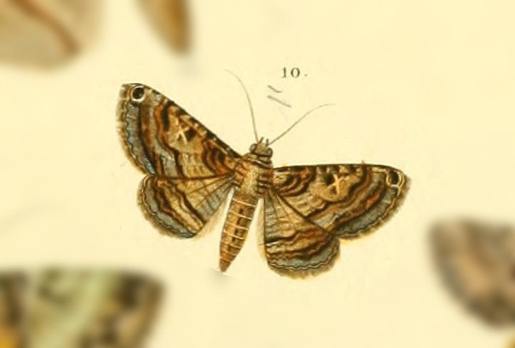 Kakopoda progenies