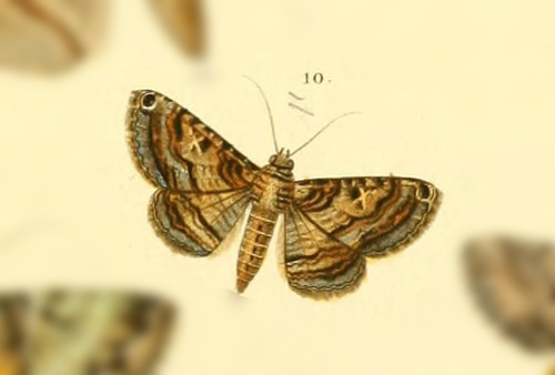 Kakopoda progenies