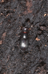 Saprosites japonicus