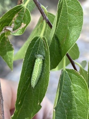 Apaturinae