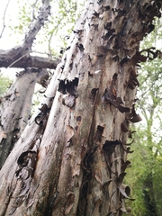 Ruprechtia laxiflora