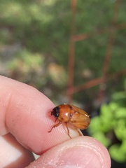 Cyclocephala lurida