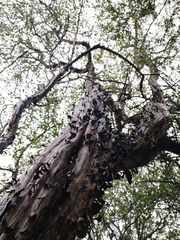 Ruprechtia laxiflora