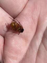 Cyclocephala lurida
