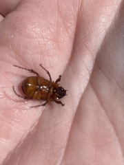 Cyclocephala lurida