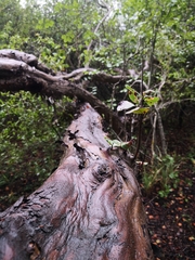 Ruprechtia laxiflora