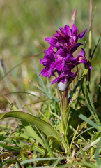 Dactylorhiza traunsteinerioides