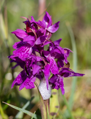 Dactylorhiza traunsteinerioides