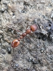 Manica