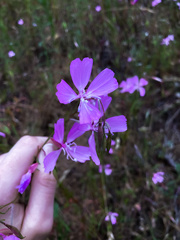 Clarkia biloba brandegeeae