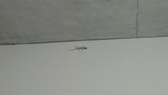 Hemidactylus platyurus